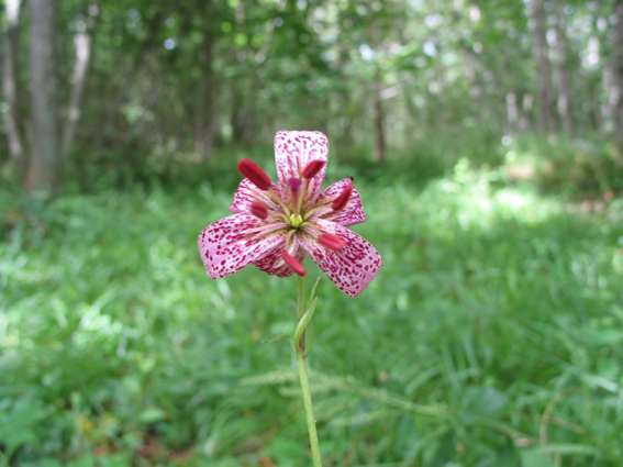 Cuadro de texto:  Saxifraga moncayensis