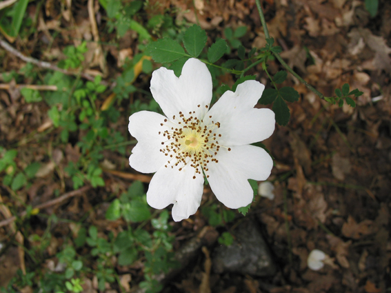 Cuadro de texto:  Rosa arvensis