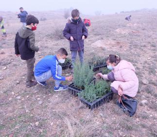 Los escolares turiasonenses plantan 1.500 árboles en la Dehesa