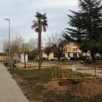 Tarazona reemplaza 200 árboles en los parques de la ciudad